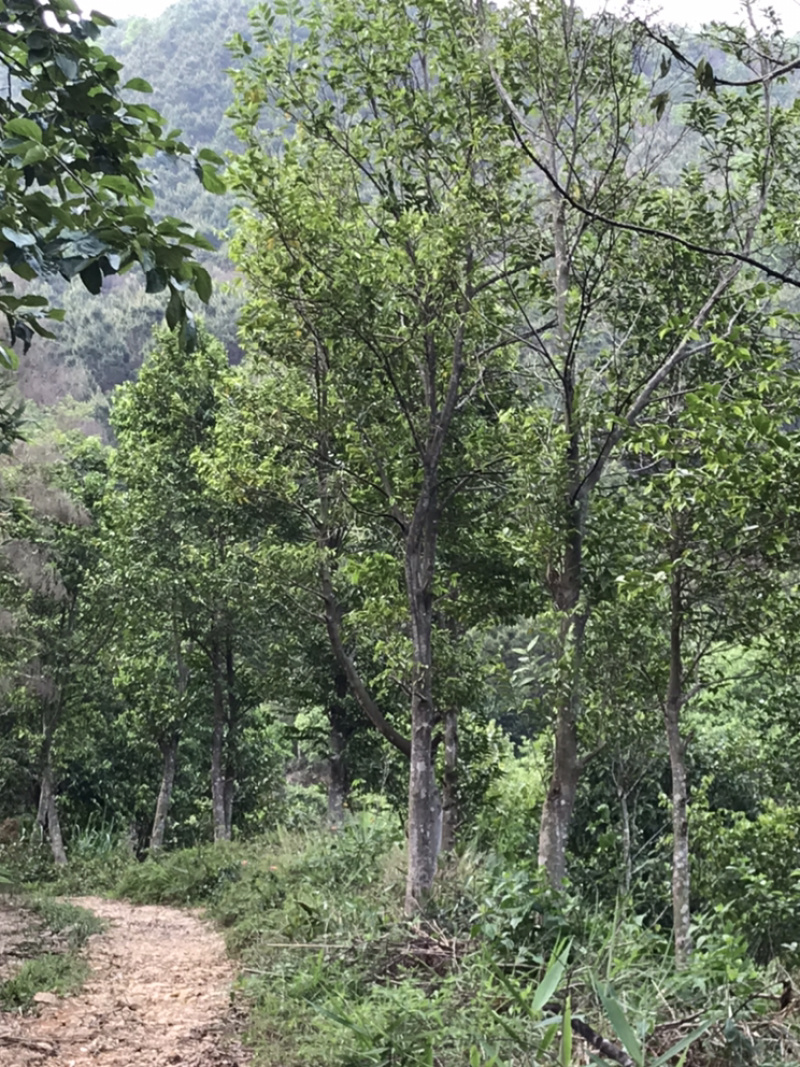 广东省云浮市郁南县183亩土地转让