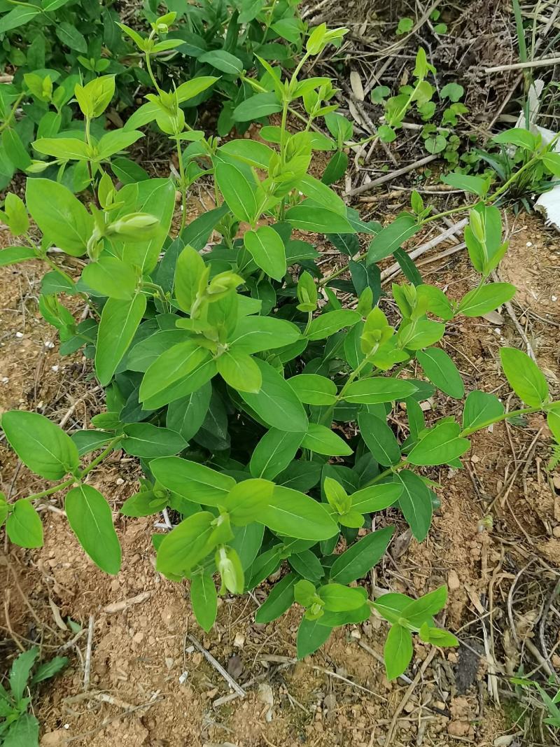 金银花，今年种，明年就开花。