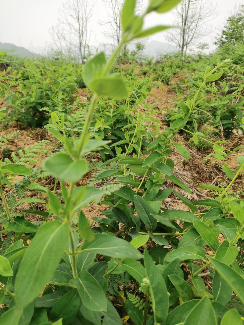 金银花，今年种，明年就开花。