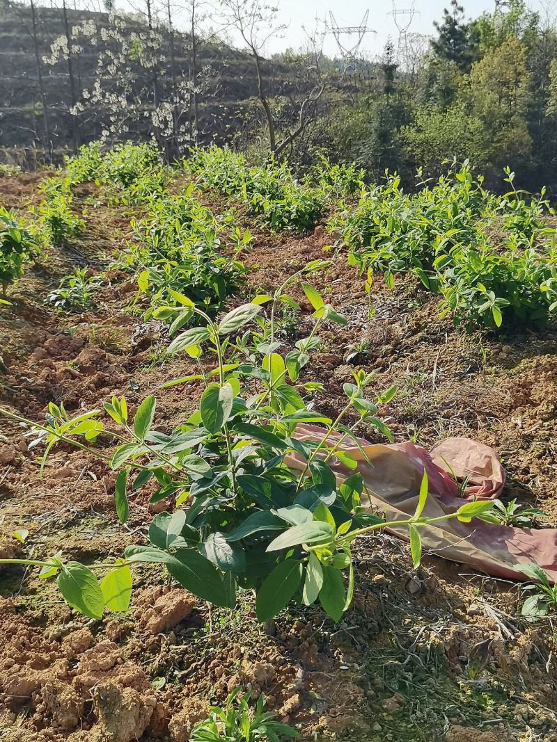 金银花，今年种，明年就开花。