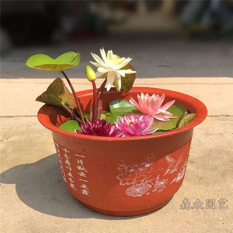 精品睡莲苗大睡莲根块池塘盆栽睡莲水生植物基地直销