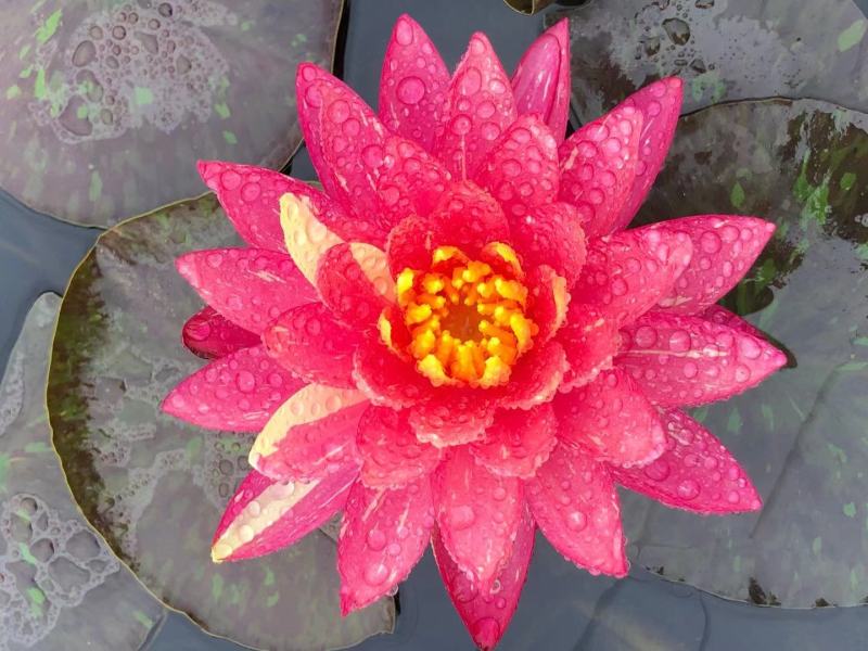 精品睡莲苗大睡莲根块池塘盆栽睡莲水生植物基地直销