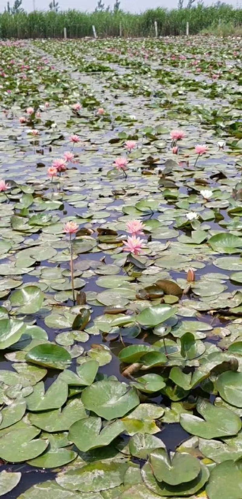精品睡莲苗大睡莲根块池塘盆栽睡莲水生植物基地直销