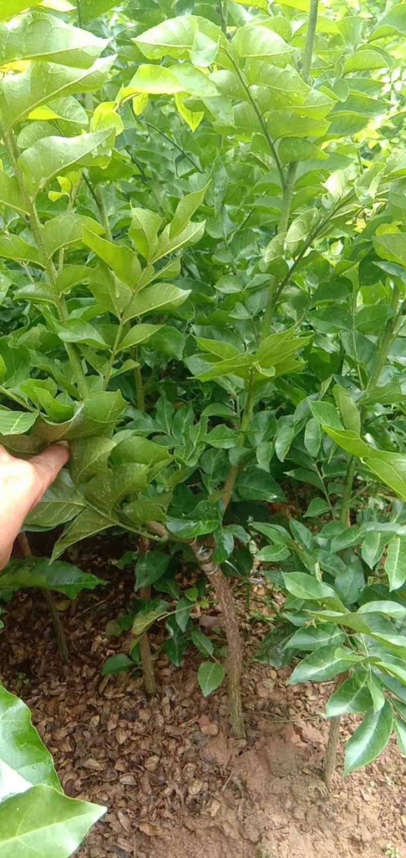 黑黄皮嫁接苗，这个品种的黄皮果最有黄皮味了，结果又多