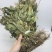 见血清云南干货见血清