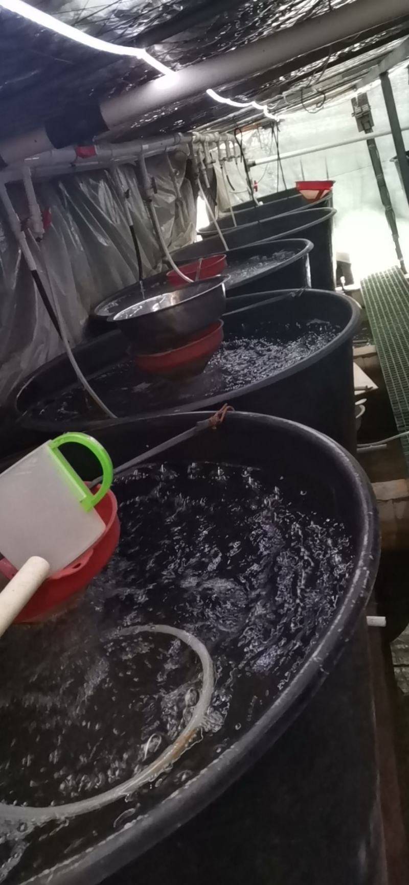 【荐】水产种苗优质泥鳅种苗，台湾泥鳅，本地泥鳅
