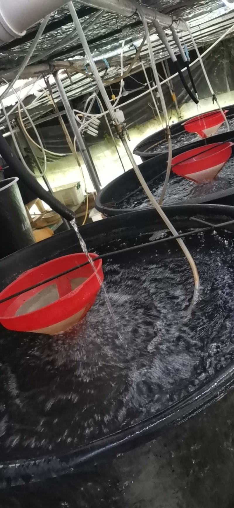 【荐】水产种苗优质泥鳅种苗，台湾泥鳅，本地泥鳅