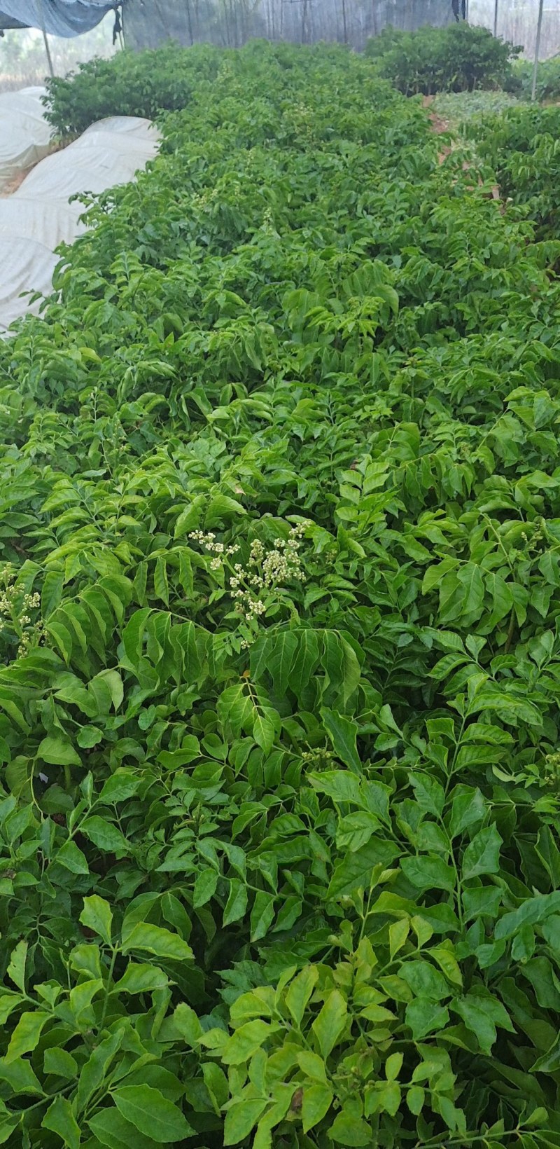 黑黄皮嫁接苗，这个品种的黄皮果最有黄皮味了，结果又多