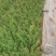 蔷薇，绿化蔷薇无刺蔷薇高度30—50厘米量大从优蔷薇批发