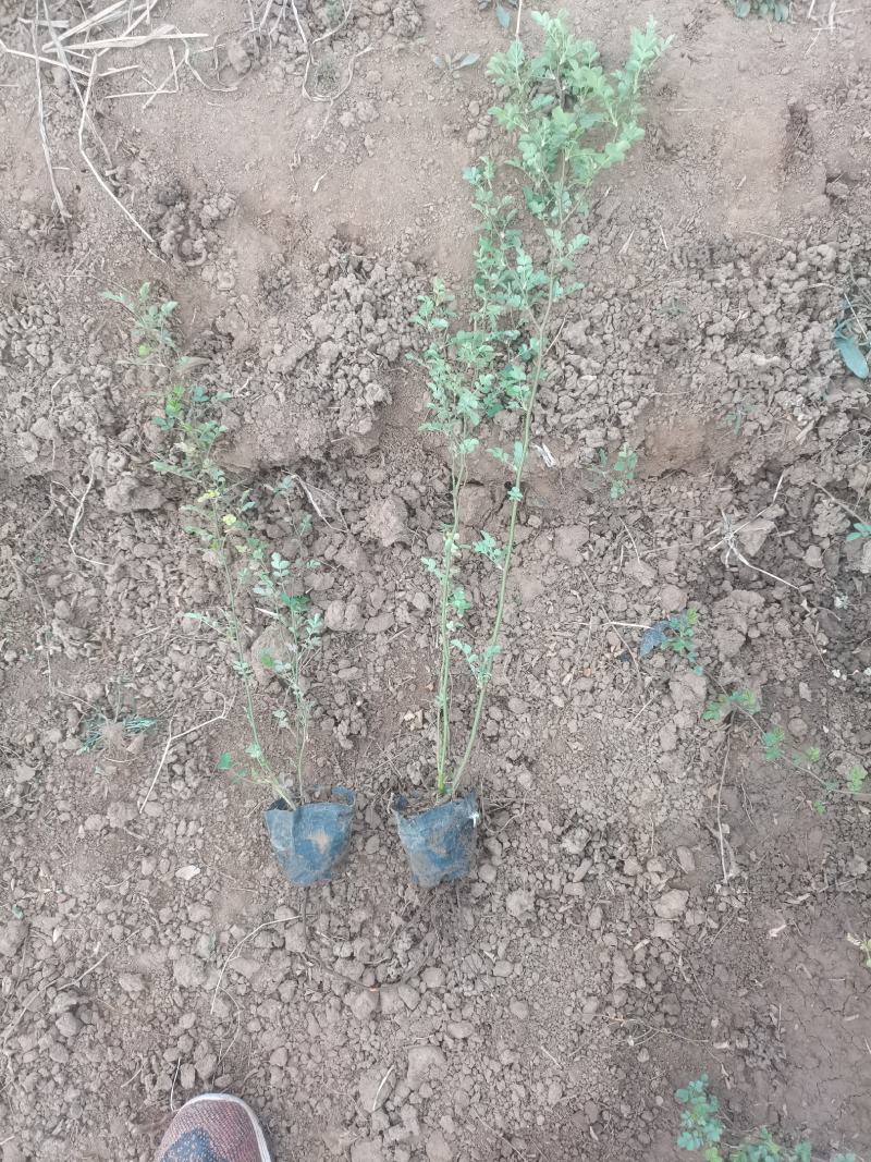 蔷薇，绿化蔷薇无刺蔷薇高度30—50厘米量大从优蔷薇批发