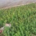 蔷薇，绿化蔷薇无刺蔷薇高度30—50厘米量大从优蔷薇批发