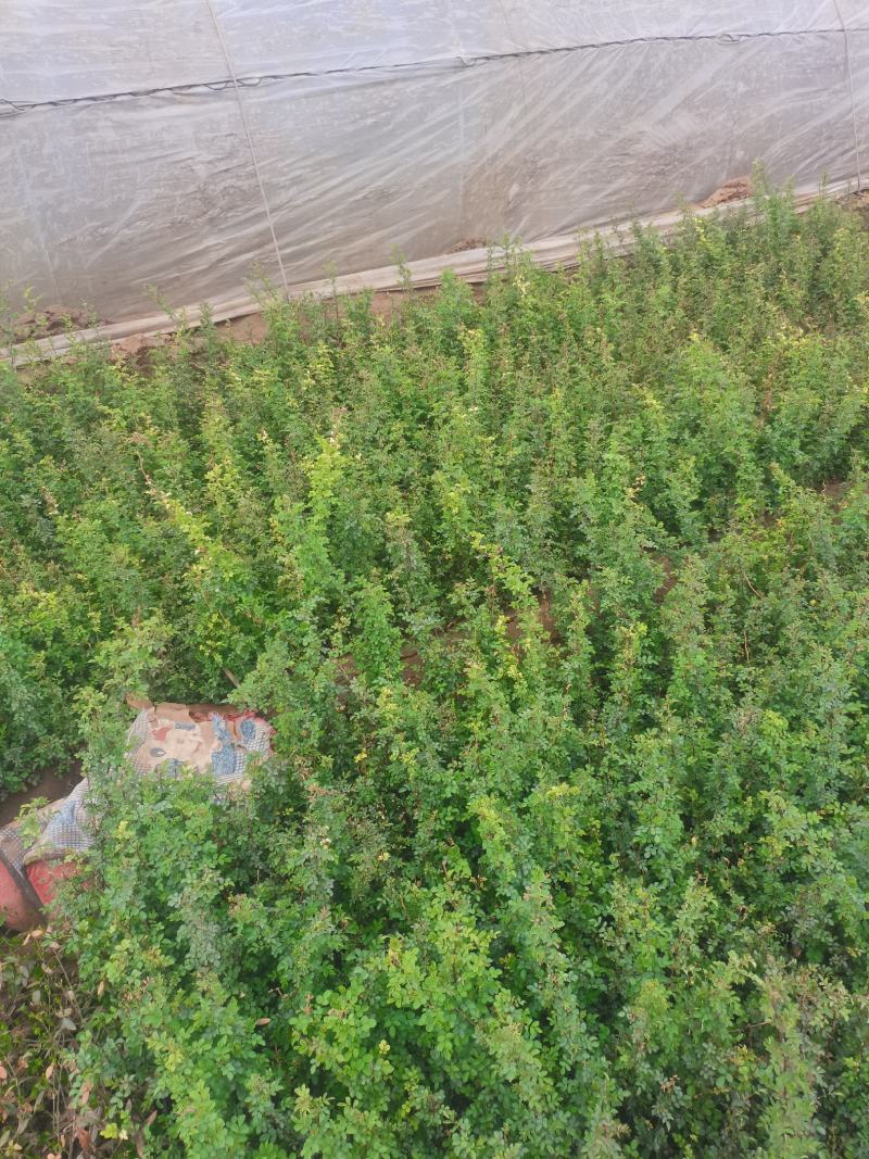 蔷薇，绿化蔷薇无刺蔷薇高度30—50厘米量大从优蔷薇批发