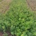 蔷薇，绿化蔷薇无刺蔷薇高度30—50厘米量大从优蔷薇批发