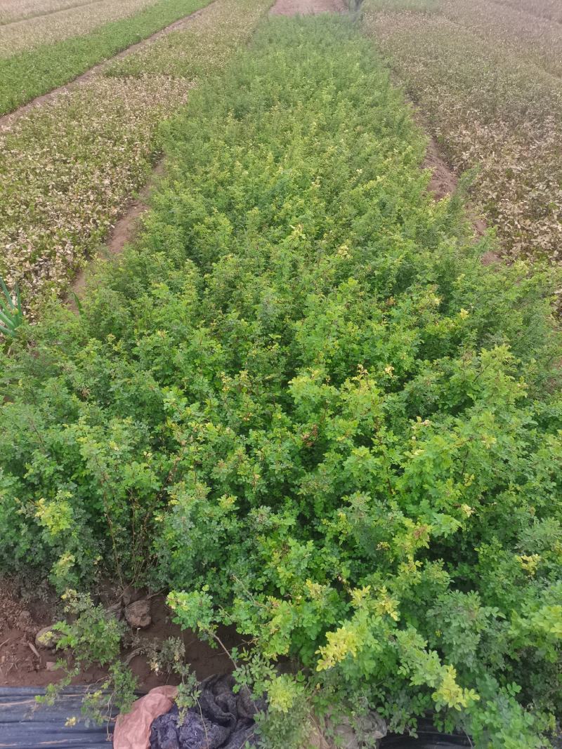 蔷薇，绿化蔷薇无刺蔷薇高度30—50厘米量大从优蔷薇批发