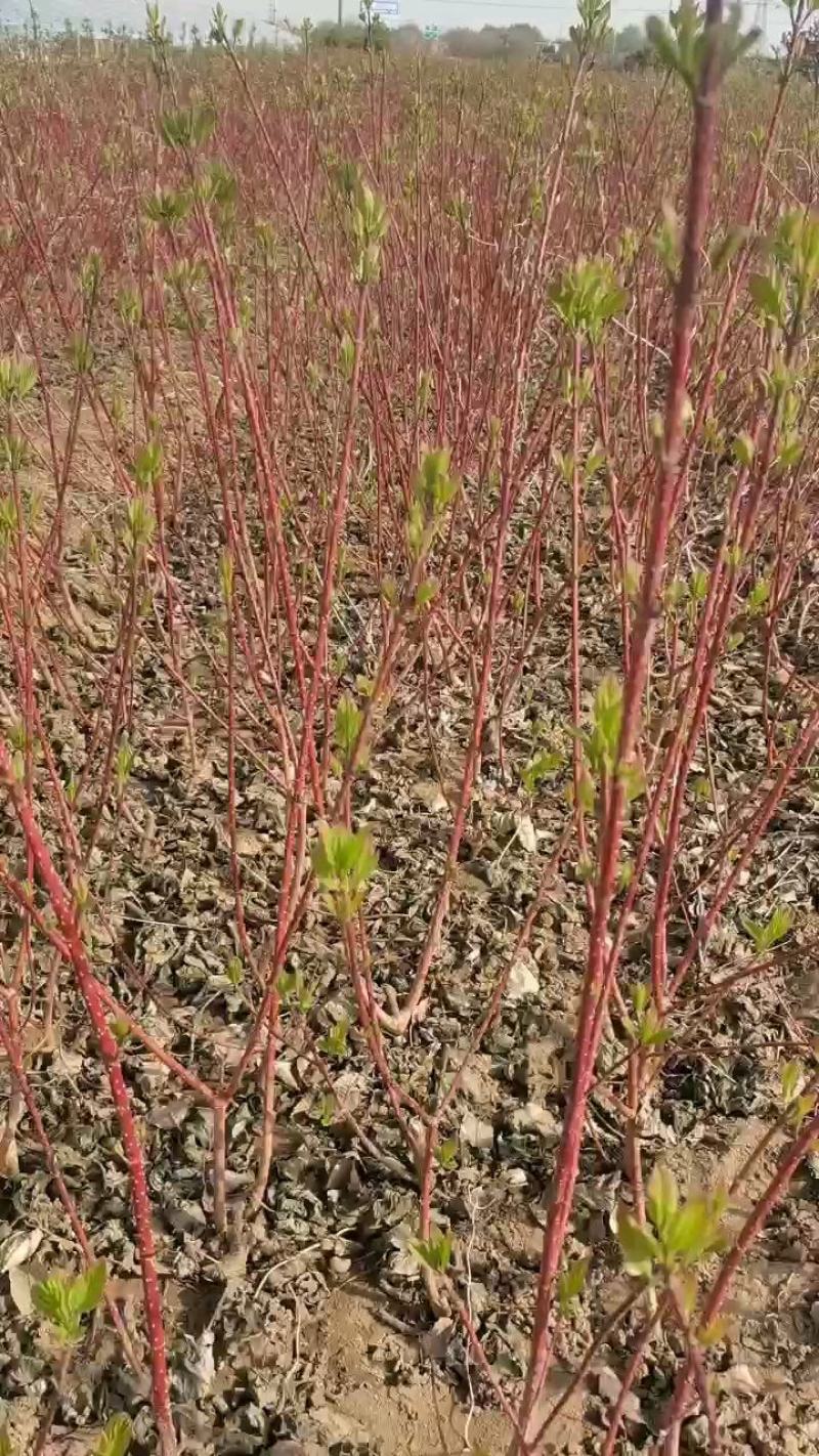 红瑞木，北方红瑞木，不怕冻的红瑞木不怕冻的红瑞木，分枝好