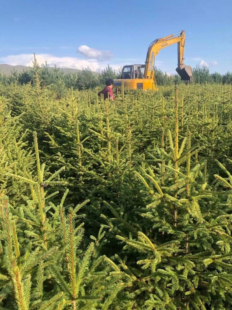 供应东北红豆杉规格全耐寒常青类苗木红豆杉量大优惠