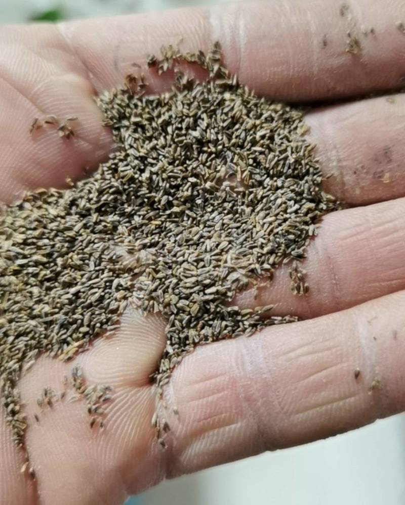 地被菊花种子籽多年生耐阴花卉耐瘠薄耐盐碱四季易种阳台盆栽