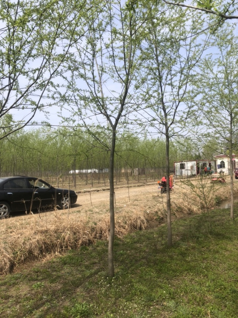 移栽青皮垂柳5～7大量处理中