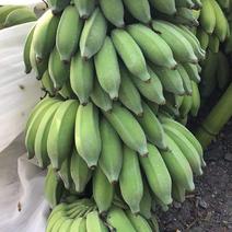 芭蕉香蕉皇帝蕉大量上市对接市场超市电商加工厂