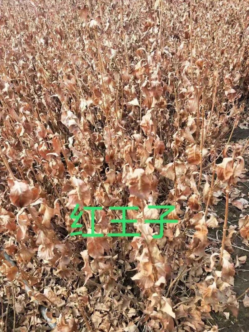 供应东北连翘迎春花花灌木工程用苗规格全量大优惠