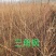 供应东北连翘迎春花花灌木工程用苗规格全量大优惠