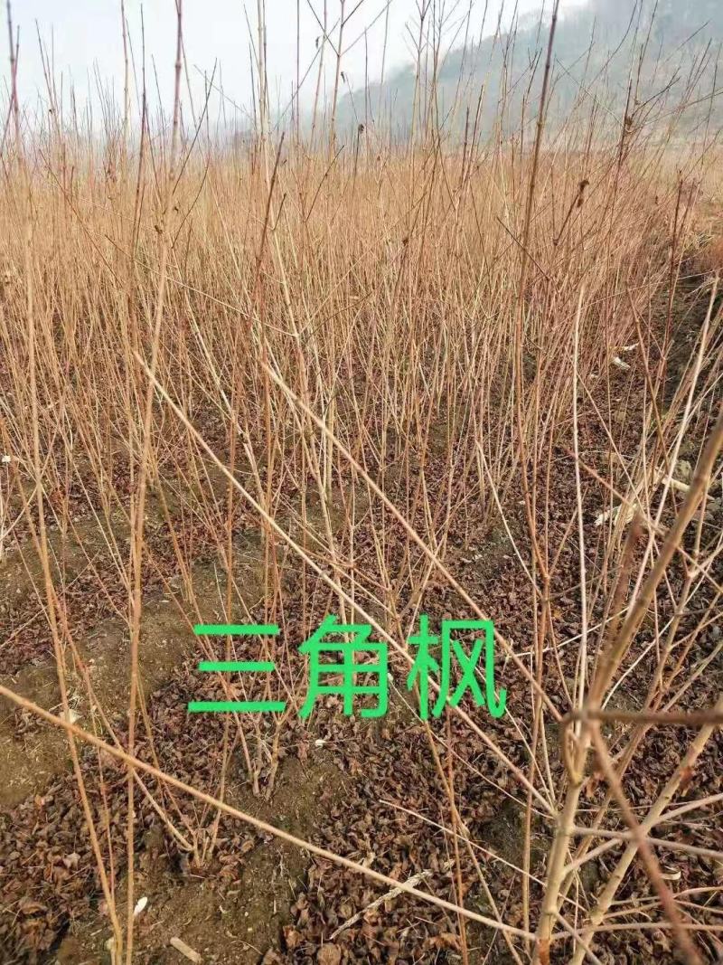 供应东北连翘迎春花花灌木工程用苗规格全量大优惠