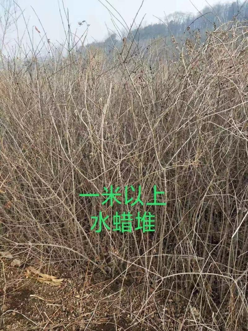 供应东北连翘迎春花花灌木工程用苗规格全量大优惠