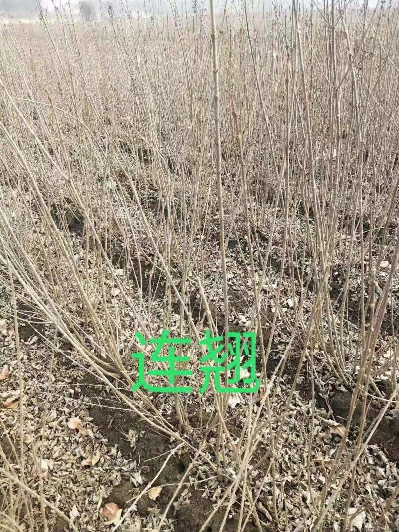 供应东北连翘迎春花花灌木工程用苗规格全量大优惠