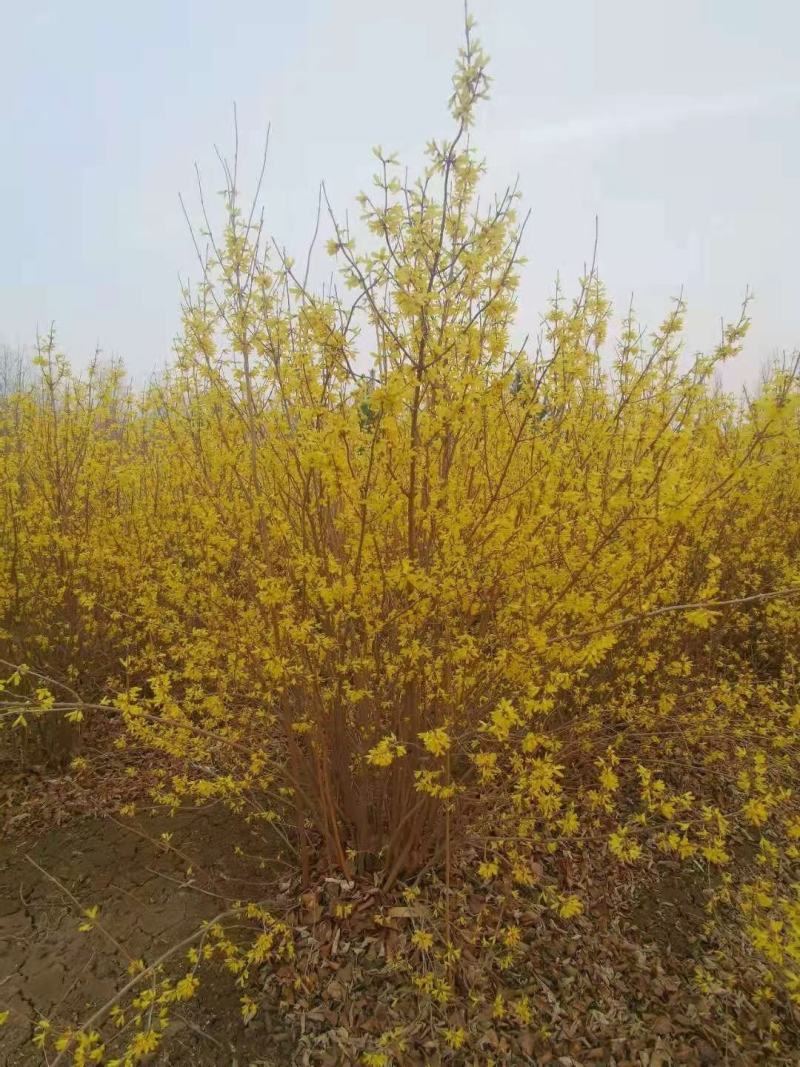 供应东北连翘迎春花花灌木工程用苗规格全量大优惠
