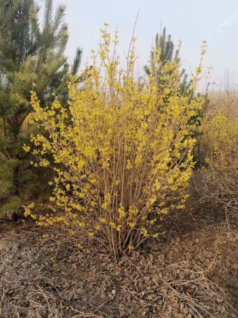 供应东北连翘迎春花花灌木工程用苗规格全量大优惠