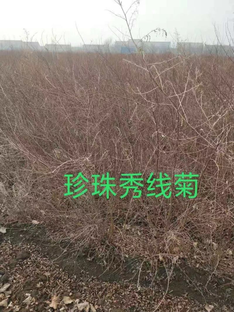 供应东北连翘迎春花花灌木工程用苗规格全量大优惠