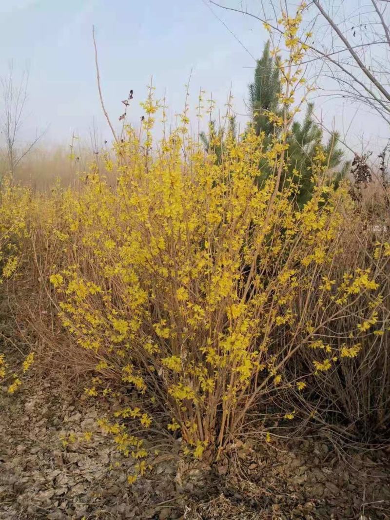 供应东北连翘迎春花花灌木工程用苗规格全量大优惠