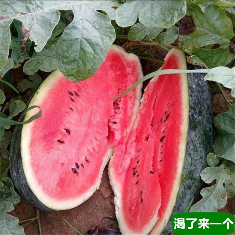 湖北黑美人西瓜（新超人）产地一手货源值得信赖