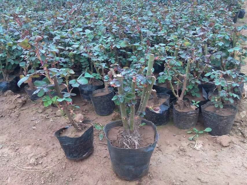 雏菊种植在花盆中,放置于阳台角落,旁边摆放着一本翻开的园艺书籍 雏菊种植在花盆中,放置于阳台角落