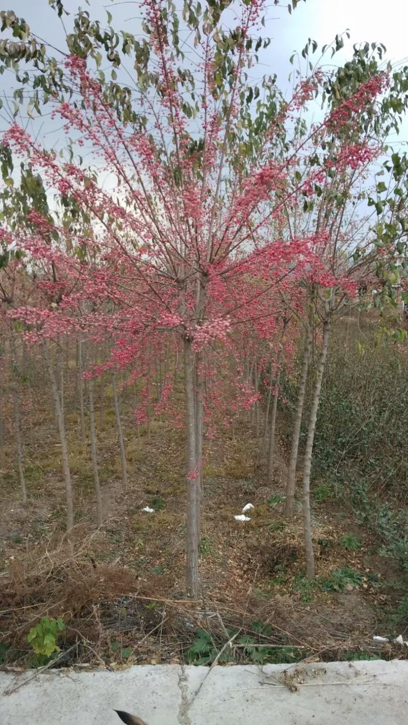 金叶榆各种播种小苗.绿篱苗.嫁接苗.落地球杆球.造型树