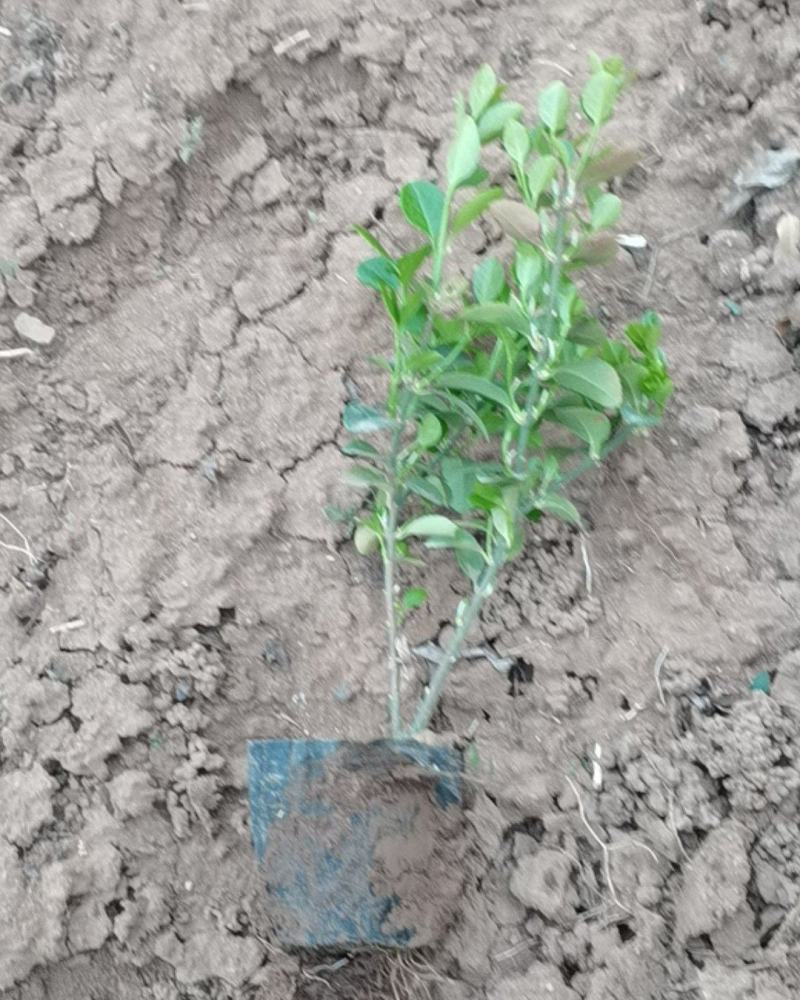 小皮桶爬行苇茅，小叶扶芳藤，爬行苇茅，爬行卫矛苇茅，卫茅