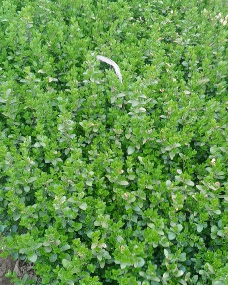 小皮桶爬行苇茅，小叶扶芳藤，爬行苇茅，爬行卫矛苇茅，卫茅