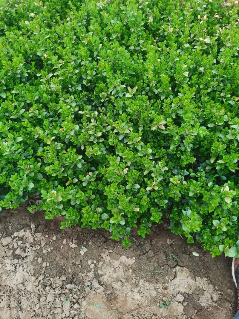 小皮桶爬行苇茅，小叶扶芳藤，爬行苇茅，爬行卫矛苇茅，卫茅