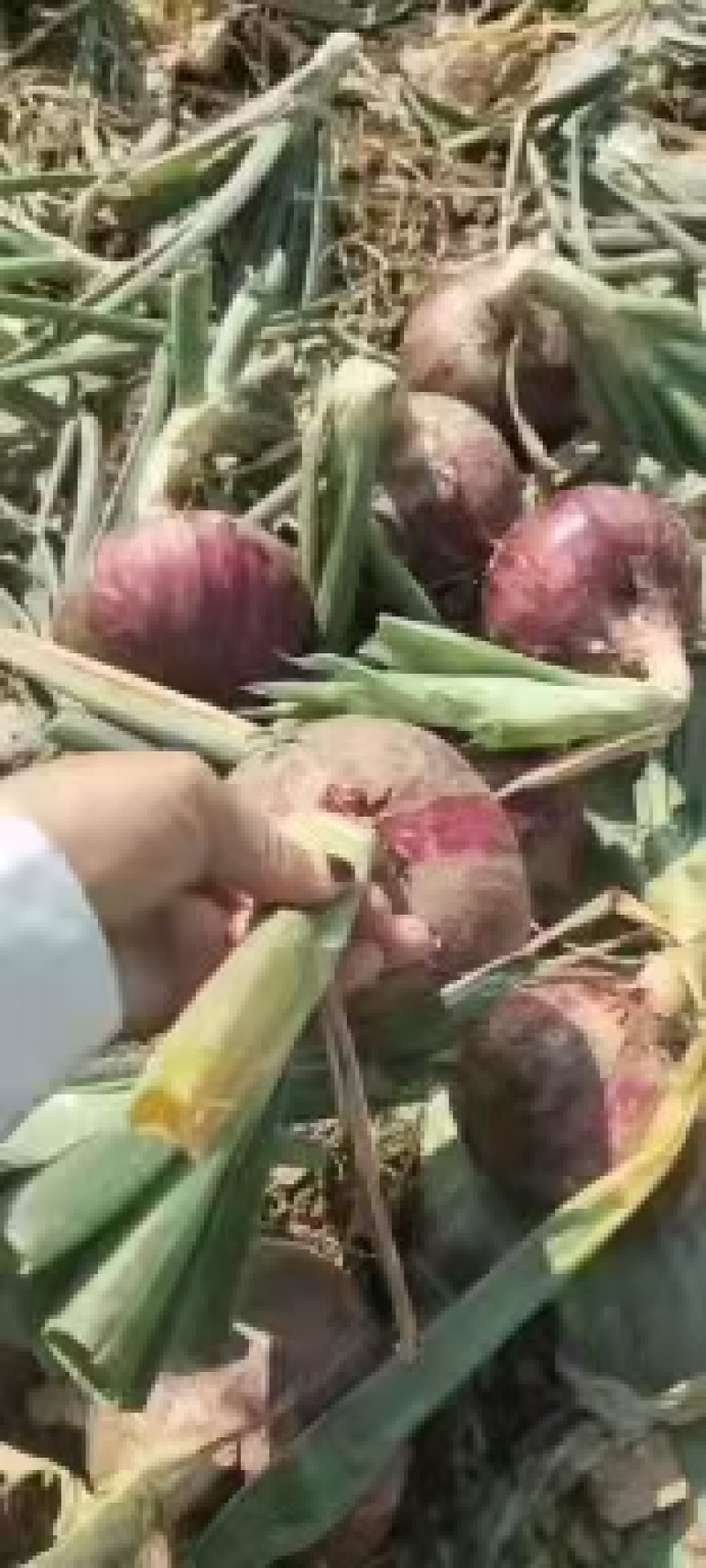 江苏丰县百亩洋葱基地，一手货源，诚信代办，上货快价格合理