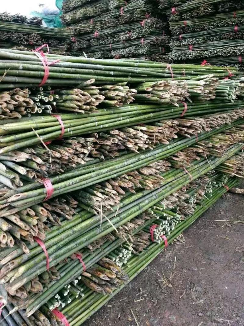 专业批发优质的西红柿，豆角，山药，火龙果竹竿，欢迎老板联