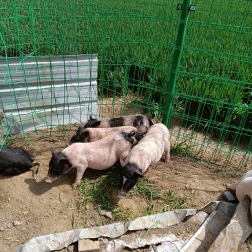 12-15斤纯种巴马香猪，活体发货，一只起包邮
