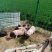 12-15斤纯种巴马香猪，活体发货，一只起包邮