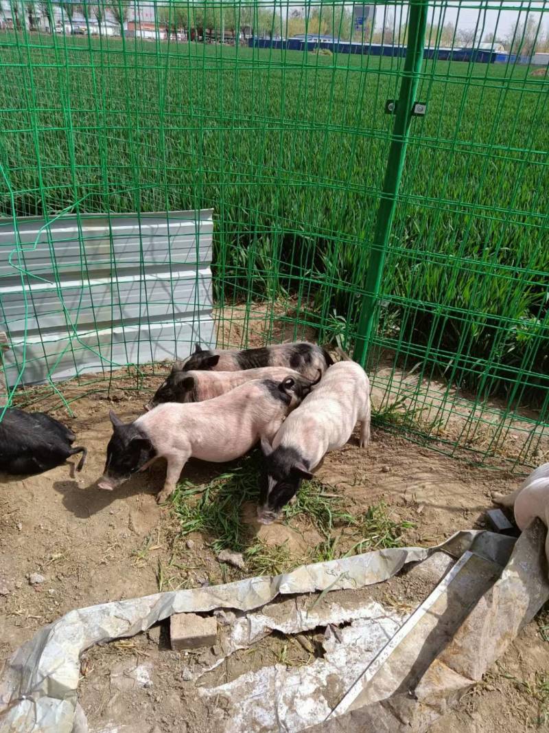 12-15斤纯种巴马香猪，活体发货，一只起包邮
