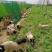 12-15斤纯种巴马香猪，活体发货，一只起包邮
