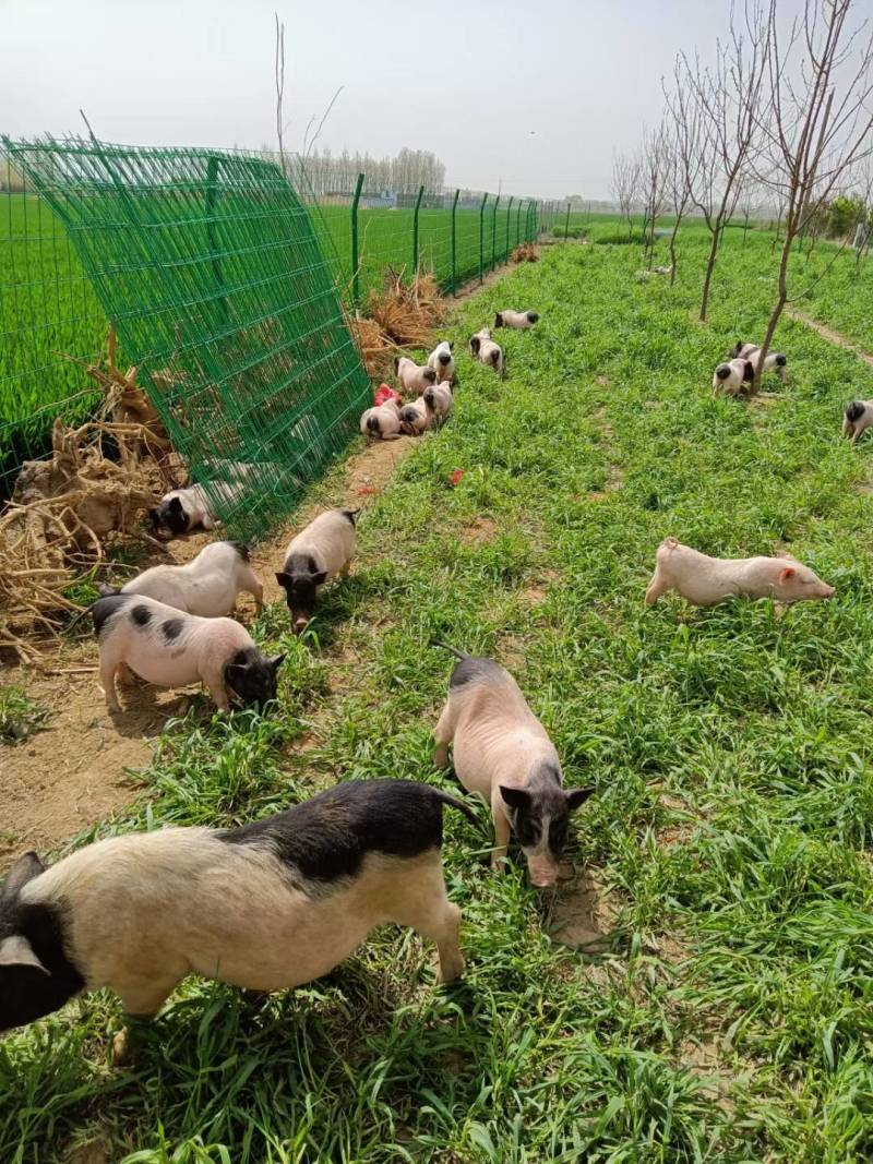 12-15斤纯种巴马香猪，活体发货，一只起包邮