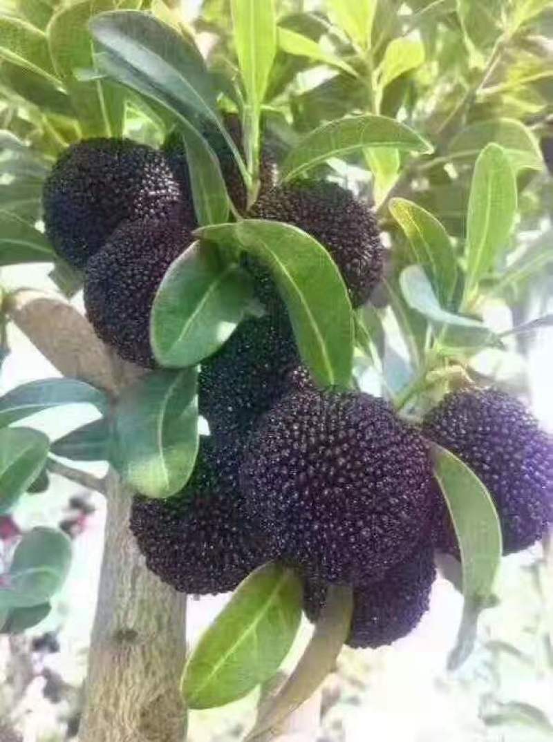 福建的杨梅季节又要到了，有需要的老板联系我