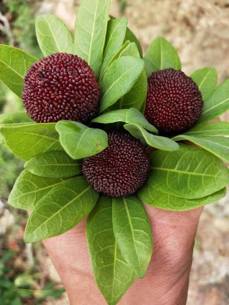 福建的杨梅季节又要到了，有需要的老板联系我