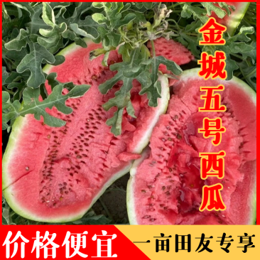 西瓜：宜城金城5号宜城西瓜大量供应，电话联系价格更低