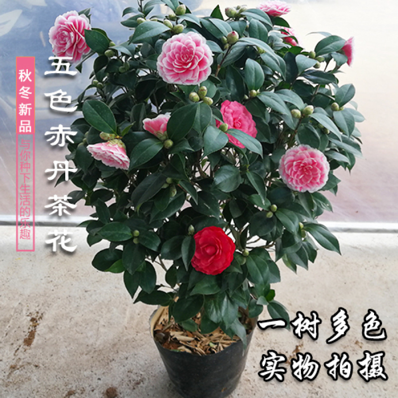 带花苞茶花盆栽树苗香妃五色赤丹山茶花开花不断四季花卉