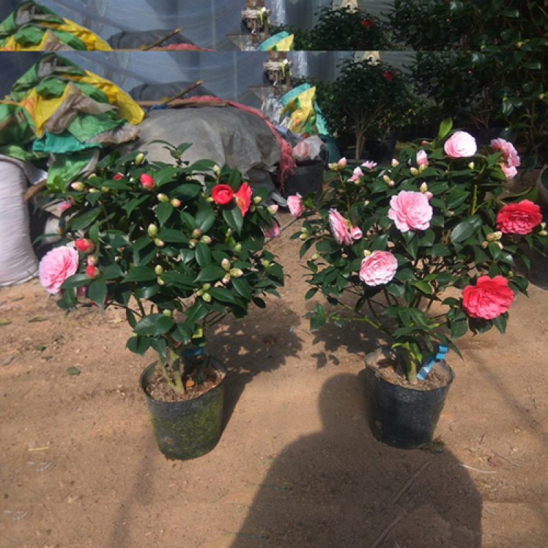 带花苞茶花盆栽树苗香妃五色赤丹山茶花开花不断四季花卉